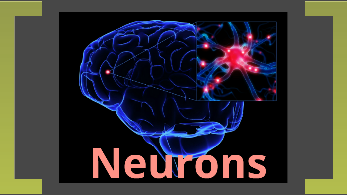 neurotracker neurite quanitifcation