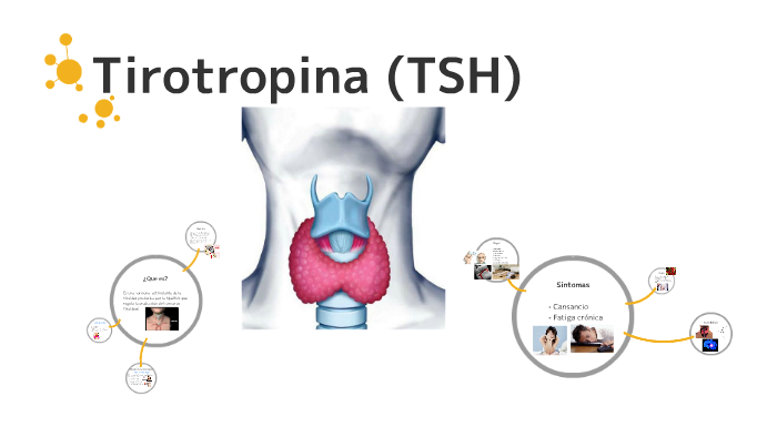 Tirotropina Tsh By Macarena Sanchez On Prezi Next