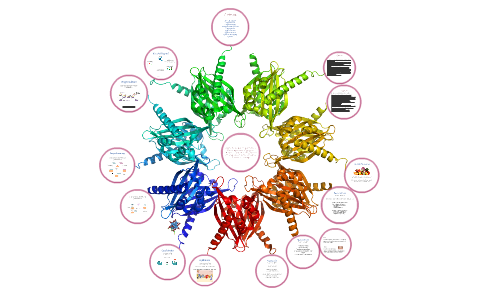 Biologie Q2 By Lydia Oeljeklaus On Prezi