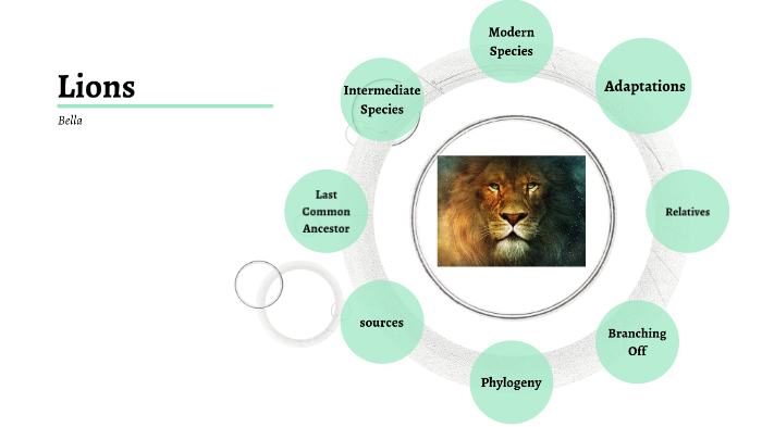 Lion Evolution of Lions by Bella Galavotti on Prezi