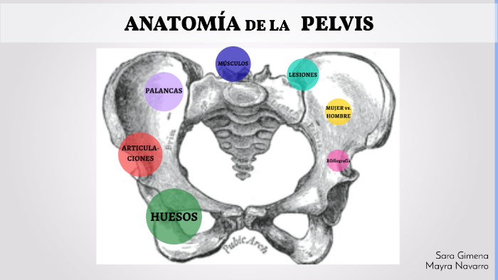 ANATOMIA DE LA PELVIS by Sara Gimena Schümmelfeder on Prezi