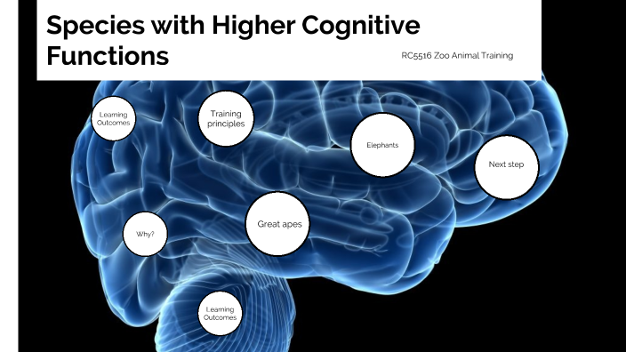 Zoo animal training in species with high cognitive function by Olly O ...