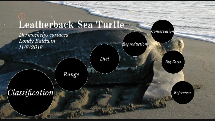 Leatherback Sea Turtle by Londy Baldwin on Prezi