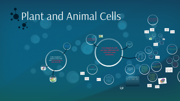 Plant and Animal Cells by Emily Brown on Prezi