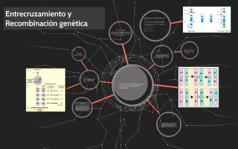 Entrecruzamiento Y Recombinación Genética By Erick Santamaria Cardenas ...