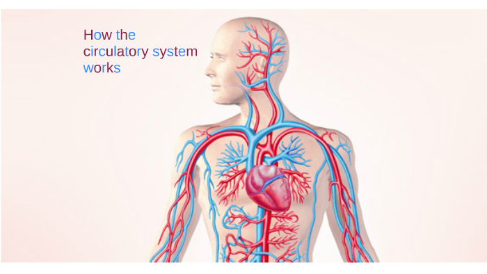 How the circulatory system works by haileyrobertson robertson on Prezi