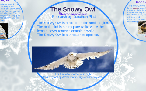 all about snowy owls