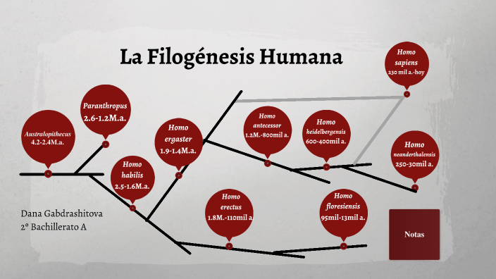 Filogénesis de los Humanos by Dana Gabdrashitova on Prezi