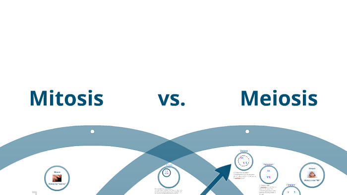 HW LS 2d Meiosis by Kirby Francis on Prezi