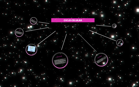 Ciclo Celular by Sofia Figueroa on Prezi