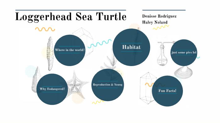 Endangered Species: Sea Turtles by haley noland on Prezi