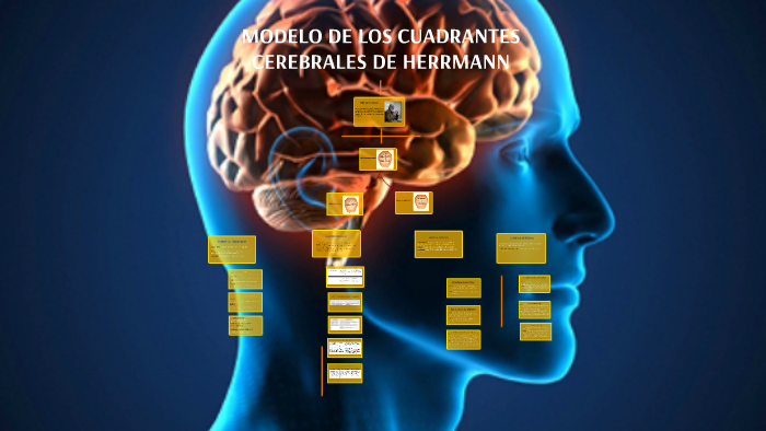 MODELO DE LOS CUADRANTES CEREBRALES DE HERRMANN by esmeralda gelves on  Prezi Next