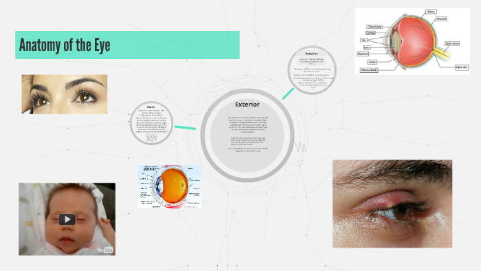 Anatomy of the Eye by Michael Schwartz on Prezi