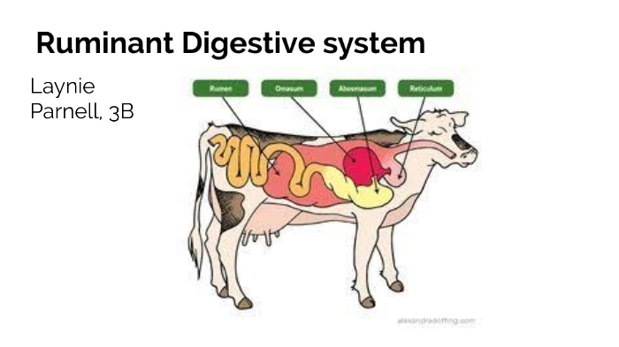 Ruminant digestive system by Laynie Parnell