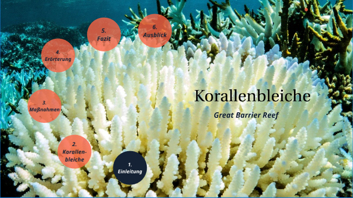 Korallenbleiche By Anton Richter On Prezi Next