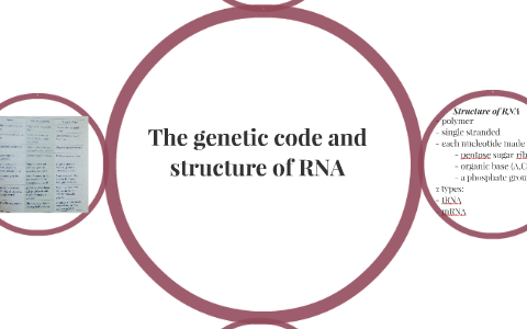 The genetic code and structure of RNA by Holly Hustad on Prezi