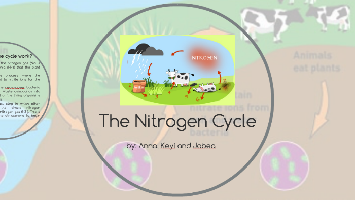 The Nitrogen Cycle by Alecs Apresto on Prezi
