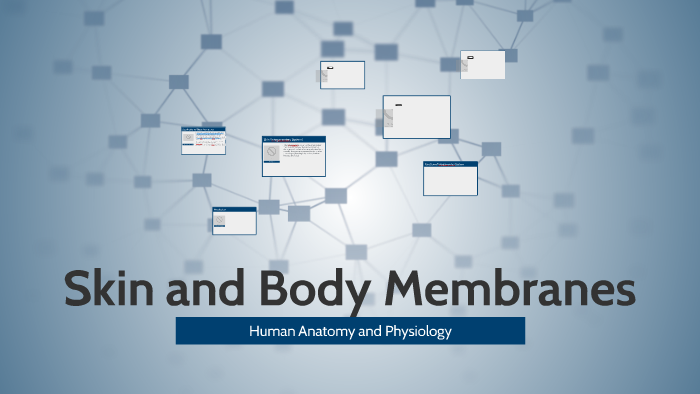 Skin and Body Membranes by Indy Cooper on Prezi