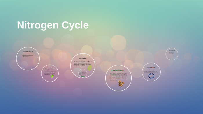Nitrogen Cycle by Silvi F on Prezi