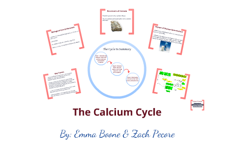 calcium nutrient cycle