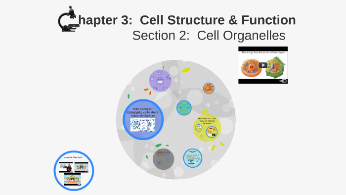 3.2 Cell Organelles by Melissa Panzer