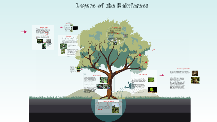 Layers of the Rainforest by Heather O'Brien on Prezi