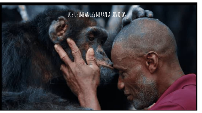 Los Chimpancés Miran A Los Ojos