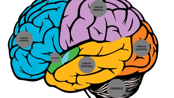 Trabajo cerebro humano by Catalina Faversani Ferreyra on Prezi