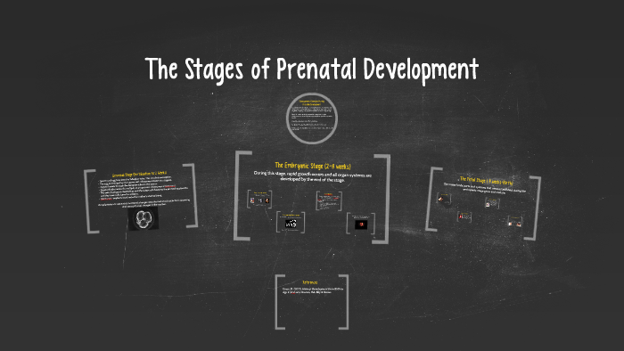 The Stages of Prenatal Development by Andrea Gattuso on Prezi