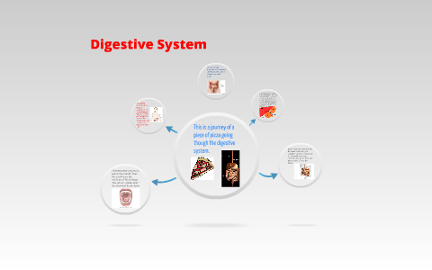Digestive System by Kaylee Mercer on Prezi