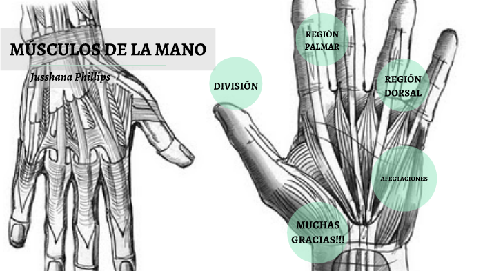 Músculos De La Mano By Jussh Phillips On Prezi Next