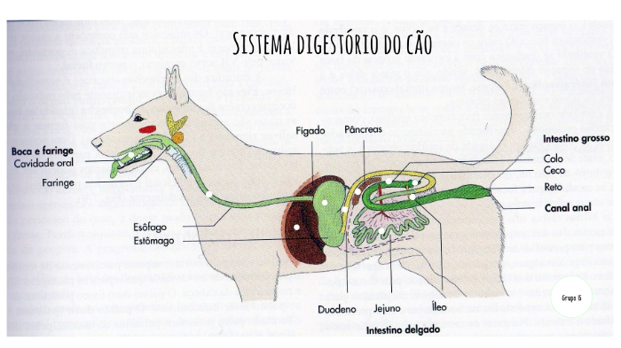 Sistema digestório do cão by Michelle Correa on Prezi