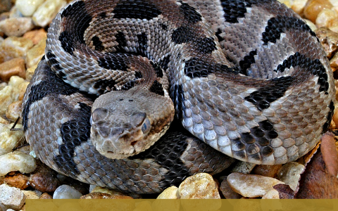 Preserving The Timber Rattlesnake in OHIO by Diane Parrino on Prezi