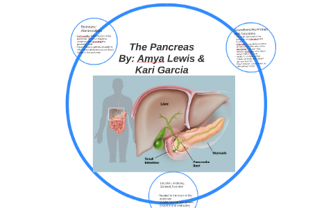 The Pancreas by Amya Lewis on Prezi