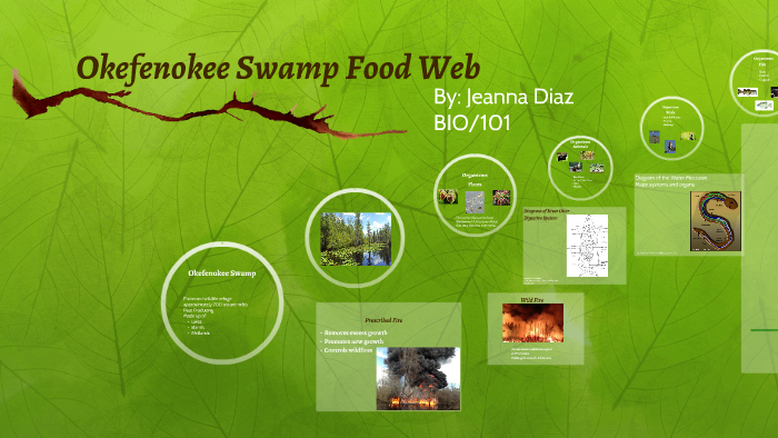 swamp animals food chain
