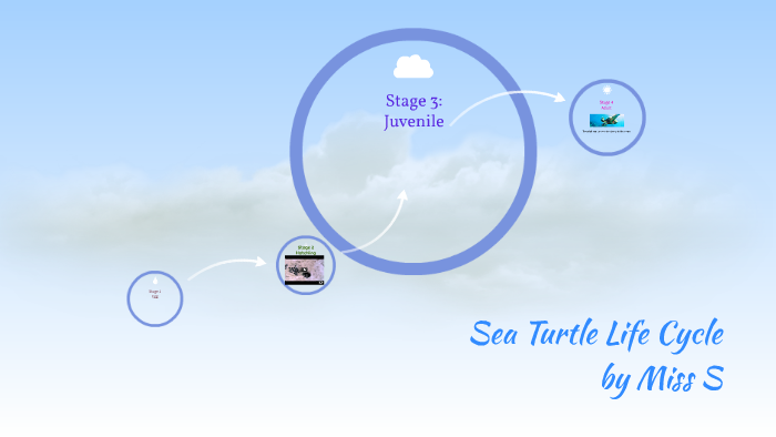 Sea Turtle Life Cycle by Miss S. by Ashleigh Swanson on Prezi