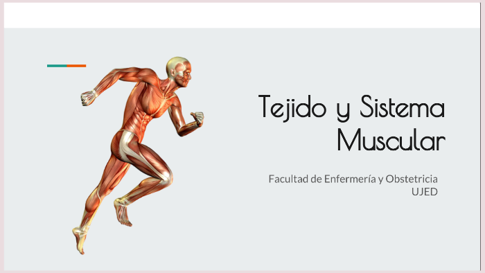 Tejido Y Sistema Muscular By Diana Yulisa Resendez Zepeda On Prezi