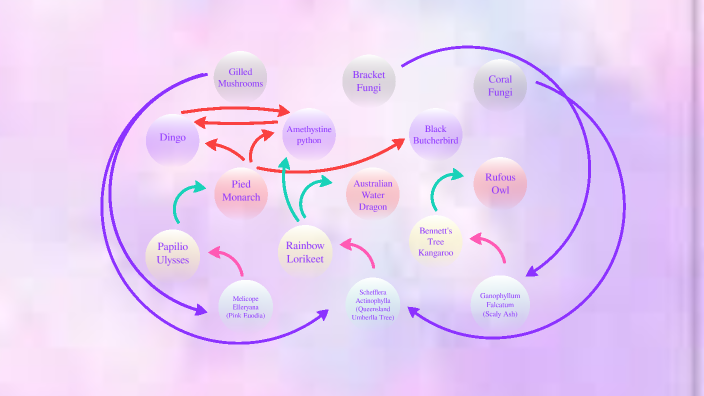 Daintree Rainforest Food Web by Ciin Sang on Prezi
