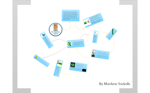 Digestive System Flow Diagram by Matthew Stickells