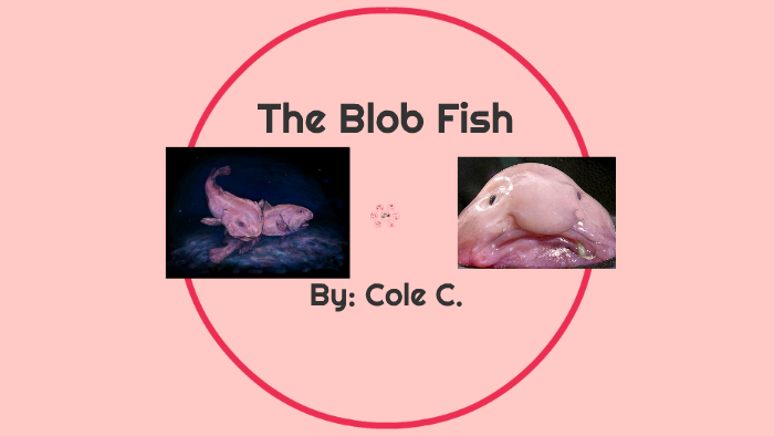 Blobfish, The Codex Wiki