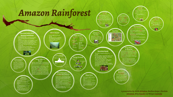 Amazon Rainforest By Hallie Wiltshire