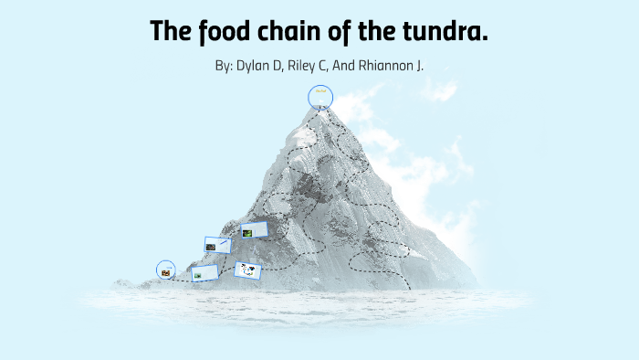 The food chain of the tundra by r jeffries on Prezi Biology Diagrams