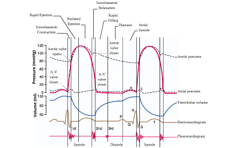 cardiac cycle by abdallah hassaballah