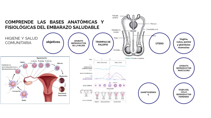 Esquema reproductivo completo