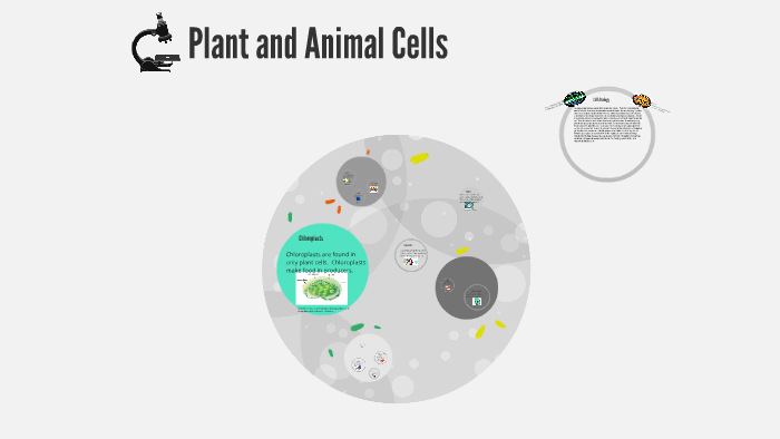 Plant and Animal Cells by A C on Prezi
