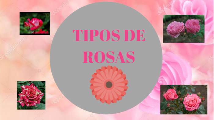 TIPOS DE ROSAS by MONICA RODRIGUEZ