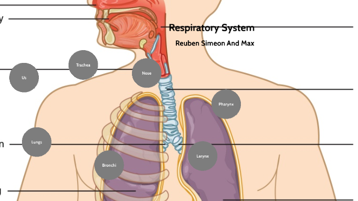 Respiratory System By Maxwell Adams On Prezi