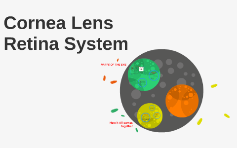 Cornea Lens Retina System By Maya Lafferty