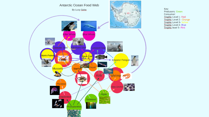 Arctic Ocean Food Web By Lucy Sobo On Prezi Arctic Ocean Food Web By Lucy Sobo On Prezi