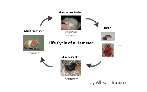 Life Cycle of a Hamster by Johanna Iline